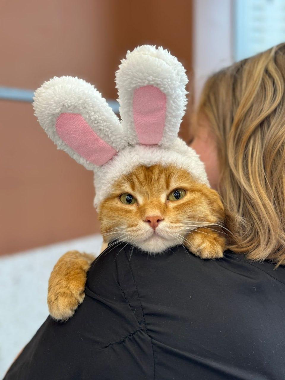 Фото В Новосибирске опубликованы кадры питомцев в День рыжего кота 7